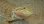 画像4: フトアゴヒゲトカゲ『レザータイガー』 (4)