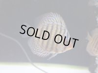 ディスカス　タイ産ブリード