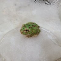 クランウェルツノガエル　グリーン