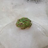 画像: クランウェルツノガエル　グリーン