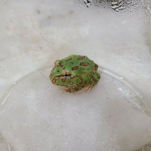 画像: クランウェルツノガエル　グリーン