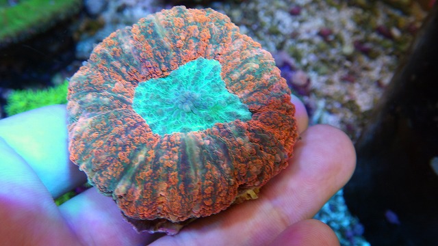 画像: 厳選サンゴ　テーブルタイプミドリイシ・ハナガタ　美個体入荷