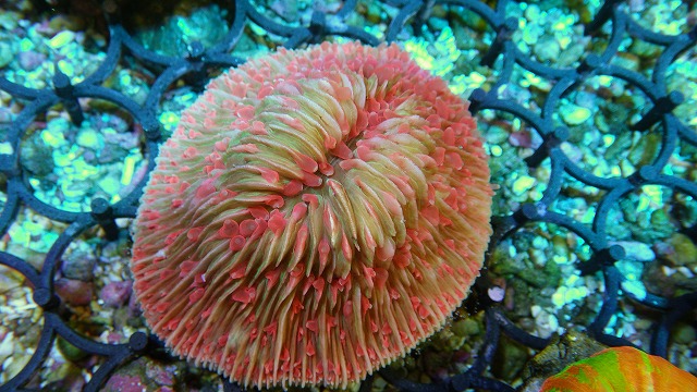 画像: 厳選サンゴ入荷レアカラー　クサビラ　１点物！！