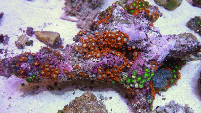 画像: 厳選サンゴ入荷　オージ・カリブマメ　他多数