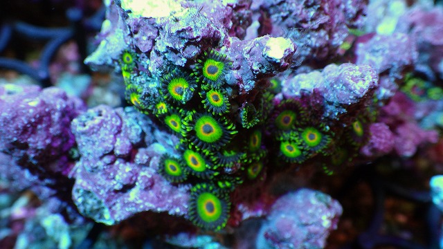画像: 厳選サンゴ　台湾セレクトマメスナ・ナガレハナ　極美カラー等入荷