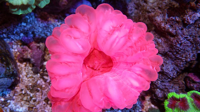 画像: 厳選サンゴ　トンガマメスナ・オージナガレゴールド　スペシャルコハナ