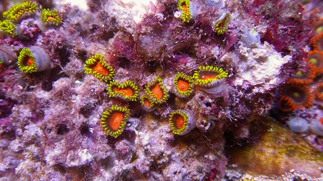 画像: 厳選サンゴ　フィジーマメスナ　セレクト・沖縄マメスナ　セレクト個体入荷です。